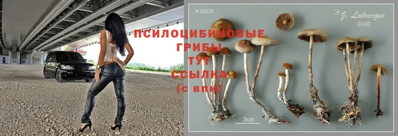 хочу   Зуевка  Галлюциногенные грибы Psilocybine cubensis 